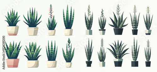 Vector set of sansevieria ornamental plants