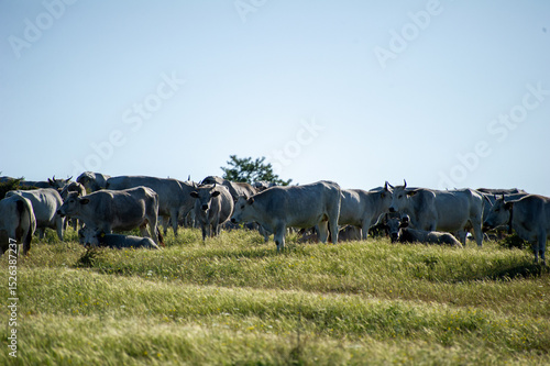 Wallpaper Mural herd of cows grazing in the mountains Torontodigital.ca