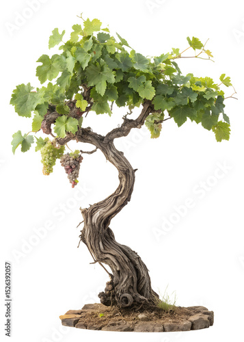 Grape Vine Isolated on Transparent PNG – Vitis Vinifera Botanical 8K Image