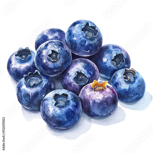 Blueberries, watercolor vector, high quality, isolated on a white background.