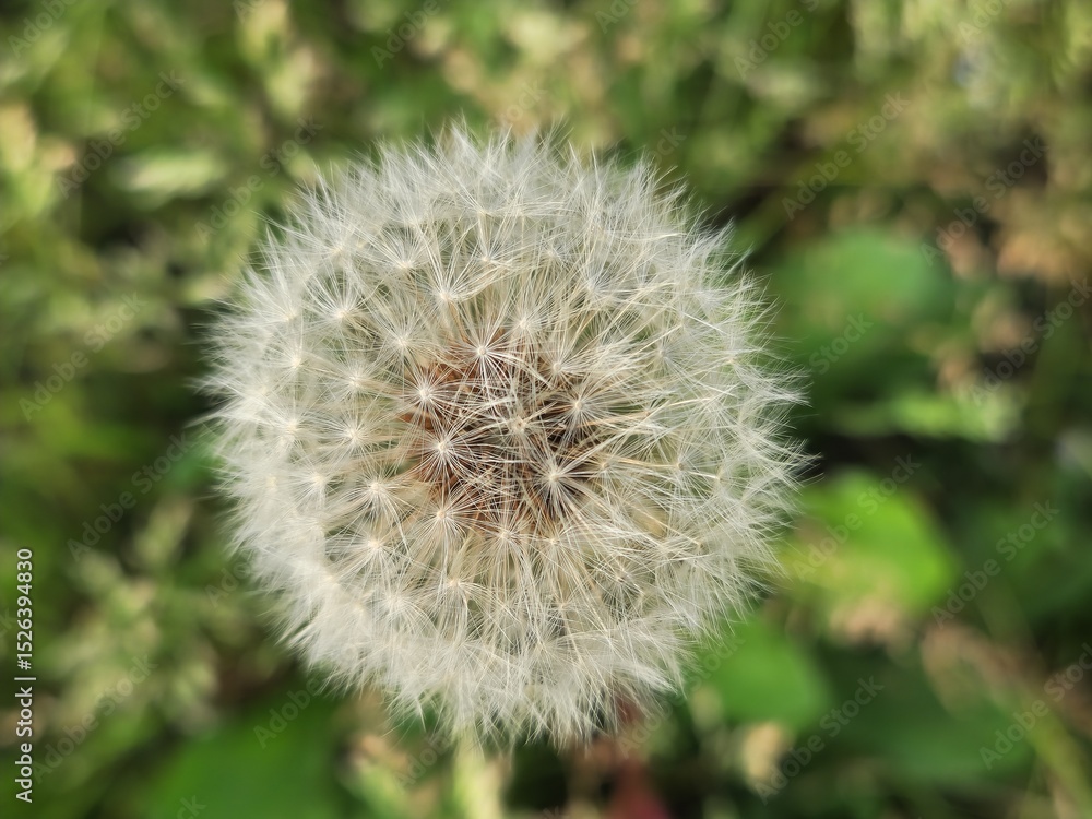 Fototapeta premium SF4