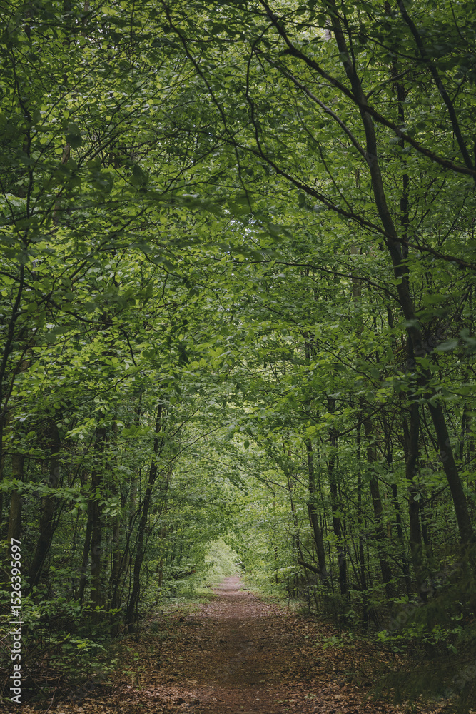 Fototapeta premium Deep european dark forest landscape, summer forest path leading into the distance