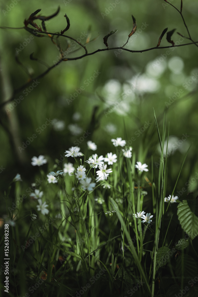 Fototapeta premium Delicate spring flowers of Rabelera holostea (syn. Stellaria holostea) in magical light. Greater stitchwort flowers macro. Spring carpet of flowers in the forest.