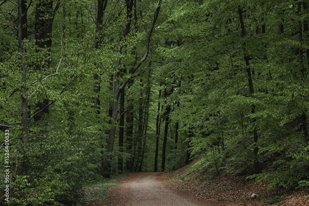 Fototapeta premium Deep european dark forest landscape in cloudy weather, summer forest path leading into the distance