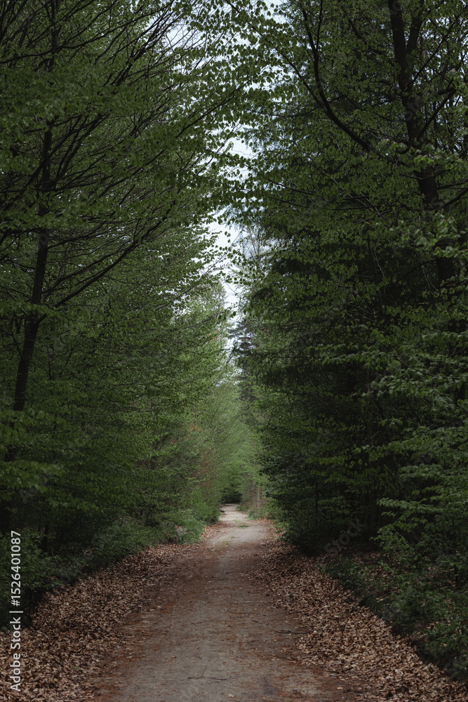Obraz premium Deep european dark forest landscape in cloudy weather, summer forest path leading into the distance