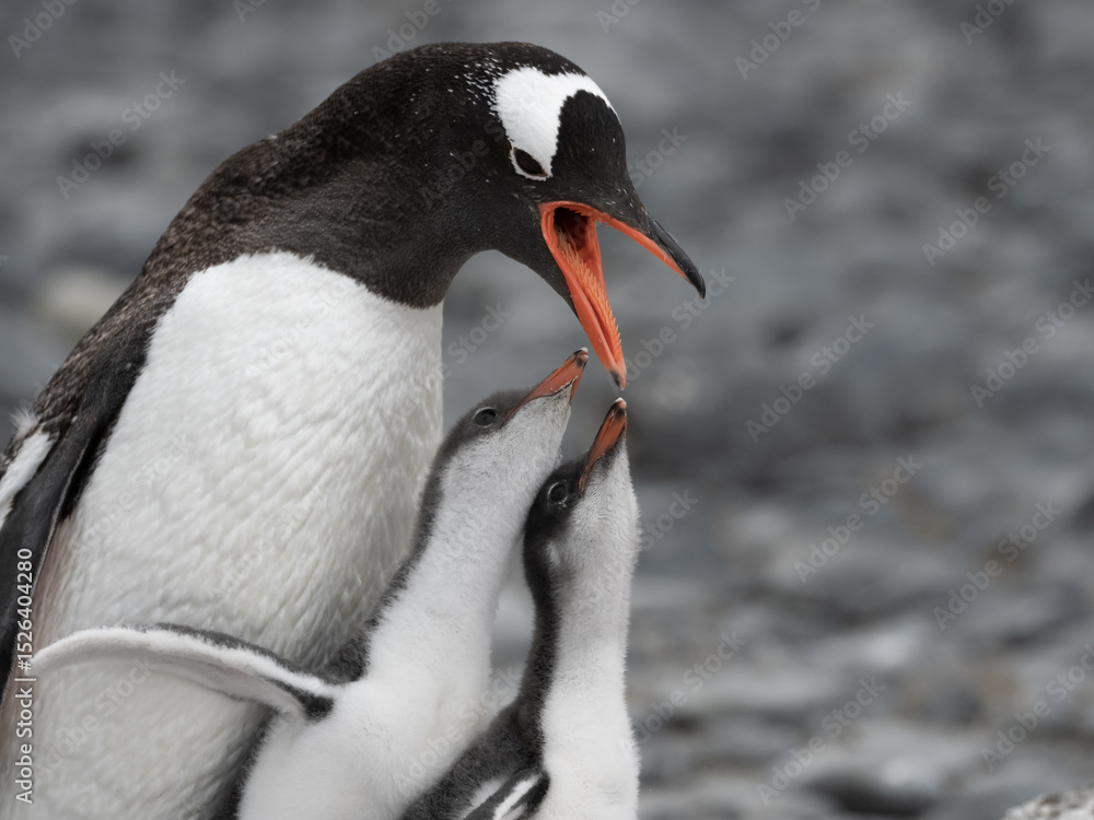 Naklejka premium Gentoo penguin parent feeding chicks on the shores Brown Bluff, Antarctric Peninsula, Antarctica