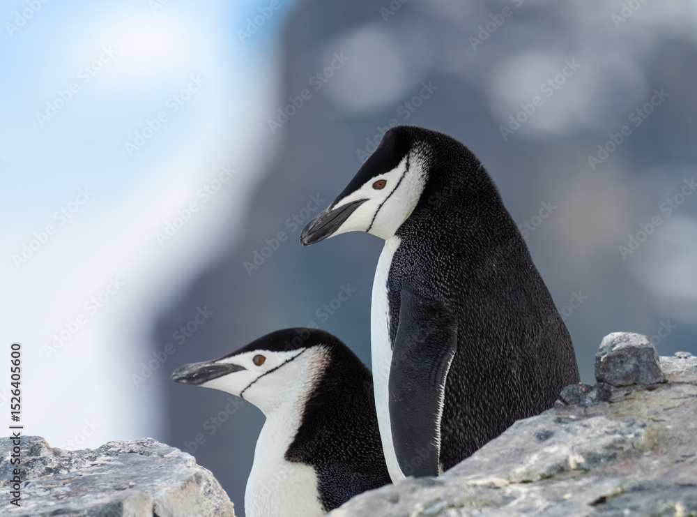 Obraz premium Chinstrap penguins, Graham Land, Antarctica