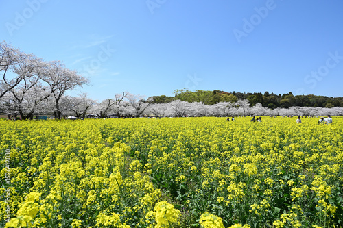 西都原古墳群の春
