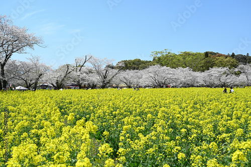 西都原古墳群の春