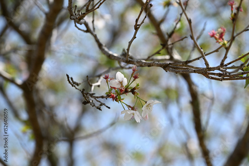 西都原古墳群の春