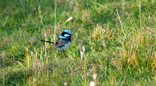 Superb Blue Wren