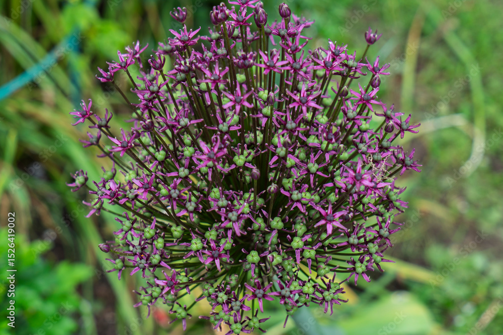 Obraz premium Detail of allium christophii or Star of Persia in pink and green on green leaves in blurred background