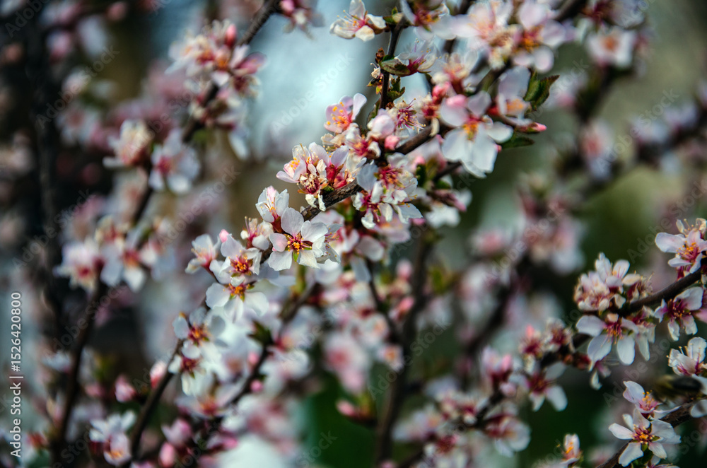 Fototapeta premium Japanese cherry blossom, close-up. tree blossoming in spring. Cherry blossom background