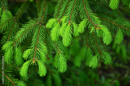 Close-up of young pine twigs in early spring. young pine shoots. Fresh green buds and soft needles emerging from the branches, Natural forest background, soft daylight.