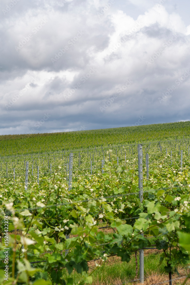 Vineyard located by the river Neckar near Stuttgart in Baden Württemberg Germany Vineyard located by the river Neckar near Stuttgart in Baden Württemberg Germany