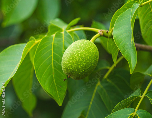 Wallpaper Mural Organic Walnuts in Shell and Shelled on Rustic Surface – Natural Healthy Snack Full of Omega-3 Torontodigital.ca