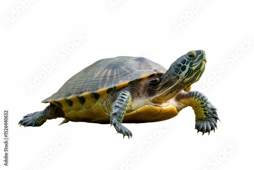 turtle isolated on white background isolated, white background