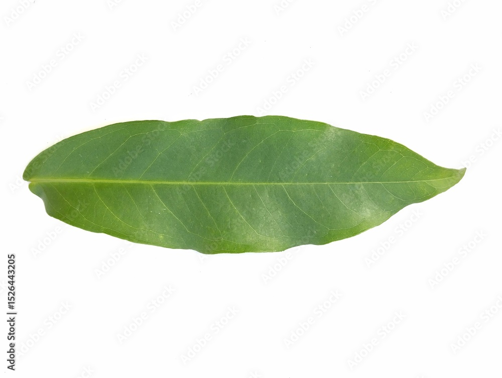 Obraz premium Green leaf isolated on white background. Botanical photography for creative design 