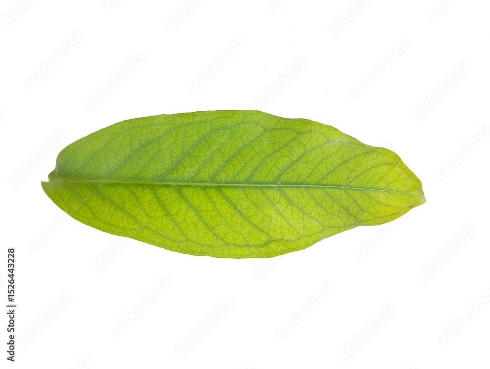 Obraz premium Green leaf isolated on white background. Botanical photography for creative design 