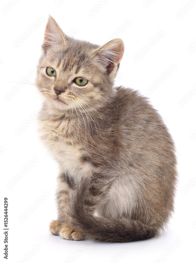 Obraz premium Kitten on white background.