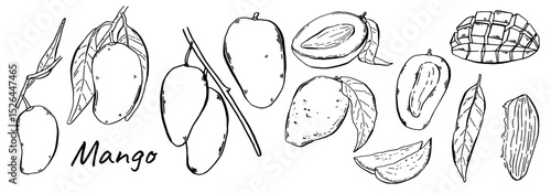 Mango fruits for label and design. Set branches with ripe mangoes. Hand drawn elegant tropical compositions in sketch style. Vector illustration