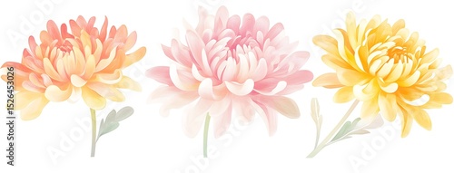 three chrysanthemum flowers in pastel yellow, pink, and orange on a white background
