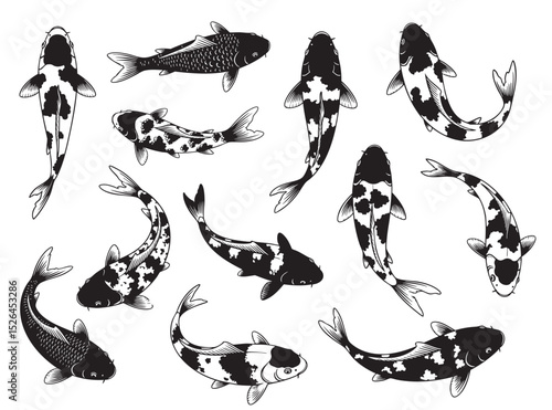 Collection of koi fish illustrations in various swimming poses. Traditional Japanese style, perfect for tattoo art and design elements. Pet.