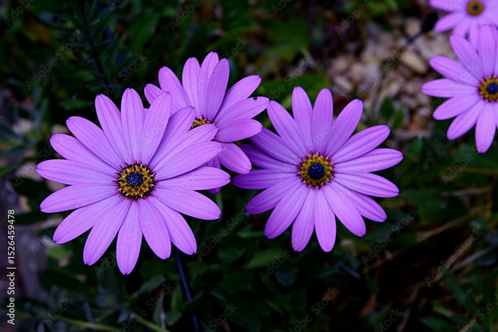 Fototapeta premium Close-up of Cape Marguerite, also known as an African Daisy or Osteospermum.
