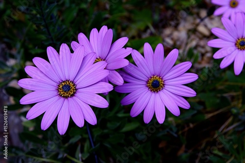 Close-up of Cape Marguerite, also known as an African Daisy or Osteospermum.