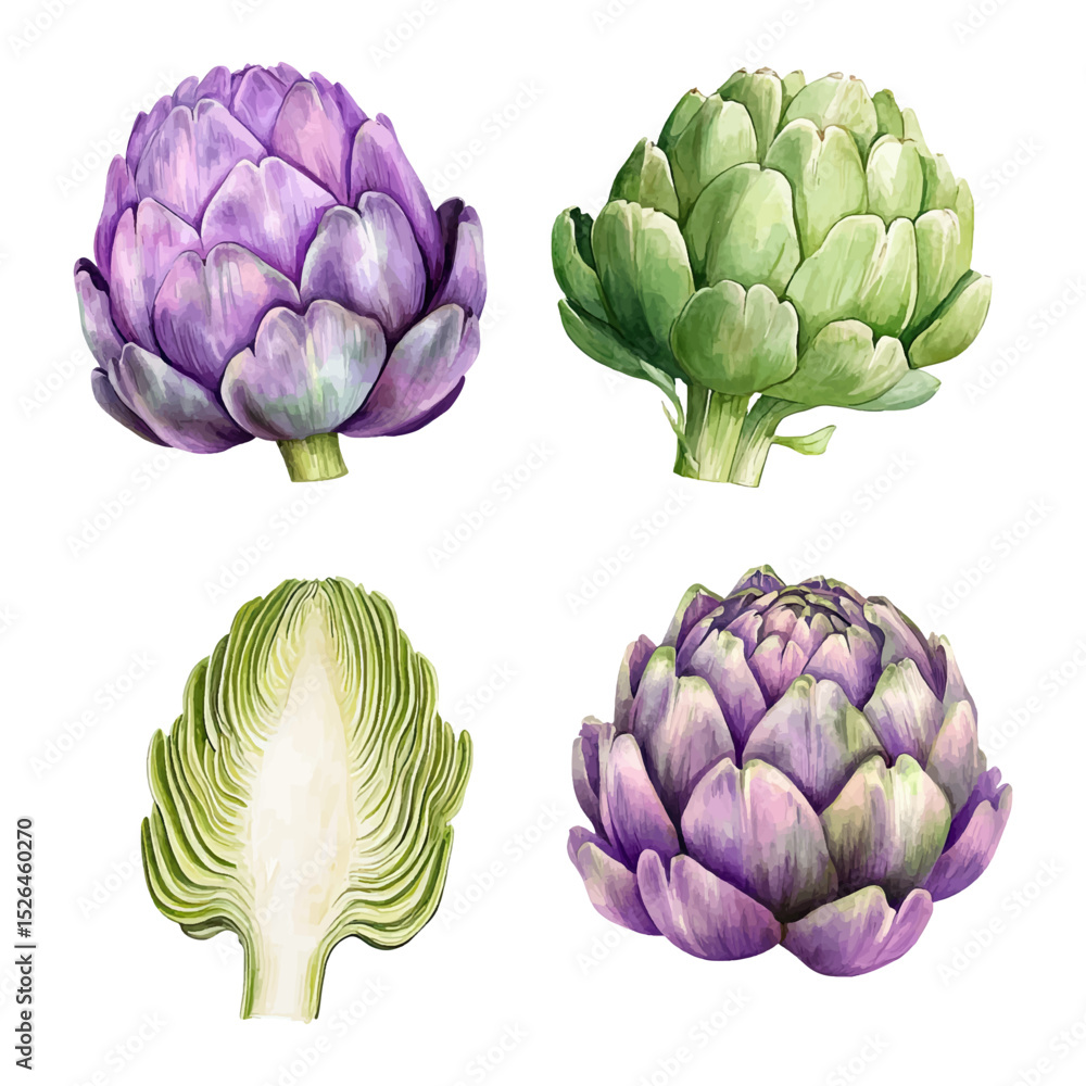 Fototapeta premium Watercolor artichoke vector set. Hand-painted vegetable illustrations. 