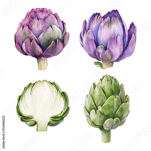 Watercolor artichoke vector set. Hand-painted vegetable illustrations. 