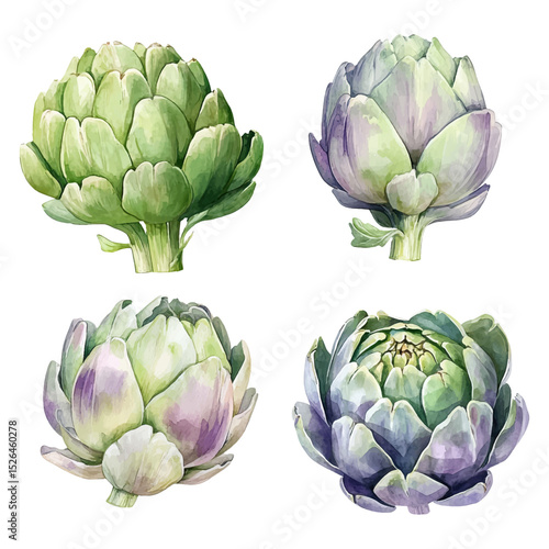 Watercolor artichoke vector set. Hand-painted vegetable illustrations. 