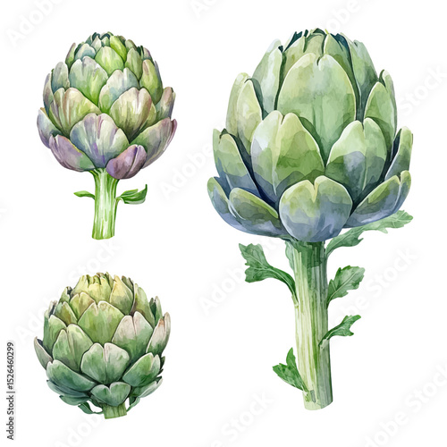Watercolor artichoke vector set. Hand-painted vegetable illustrations. 