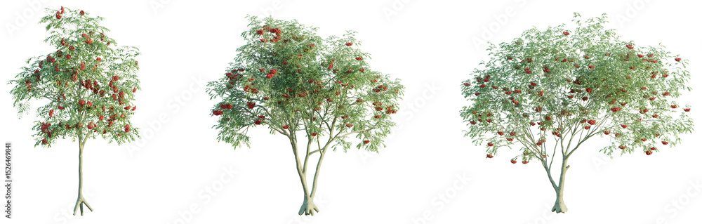 Sorbus aucuparia Tree front view 4k png cutout transparent background isolate Sorbus aucuparia Tree front view 4k png cutout transparent background isolate