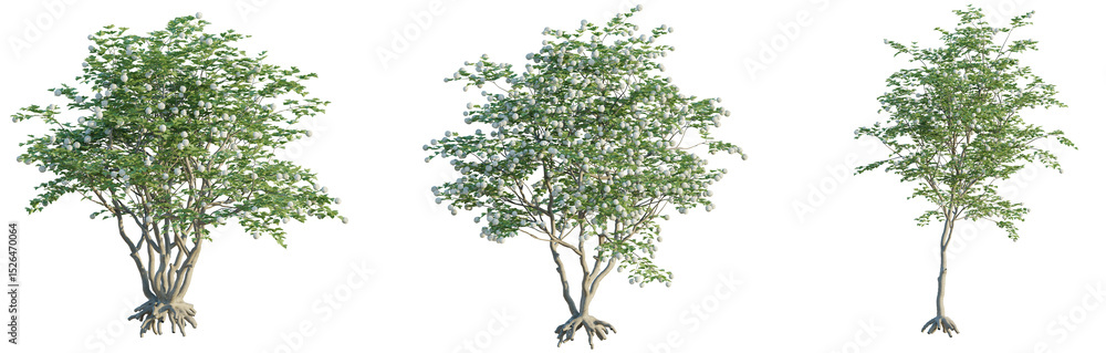 custom made wallpaper toronto digitalViburnum opulus Tree front view 4k png cutout transparent background isolate