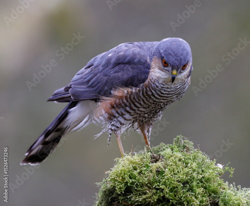 male sparrowhawk on a perch