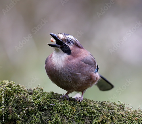 jay tossing a nut into its beak