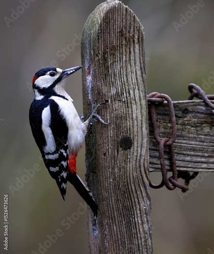 male greater spotted woodpecker on side of a post