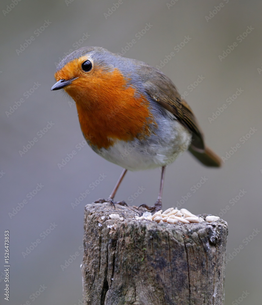 Fototapeta premium inquisitive looking robin