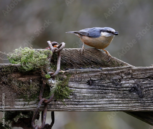 nuthatch perched on wood