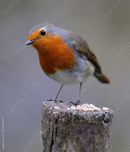 inquisitive looking robin