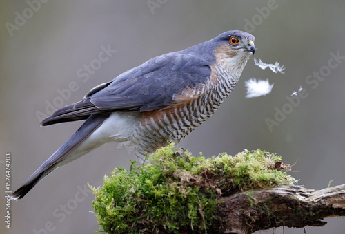 male sparrowhawk on a perch