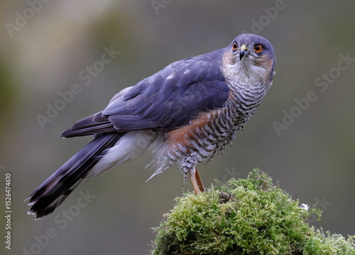 male sparrowhawk on a perch