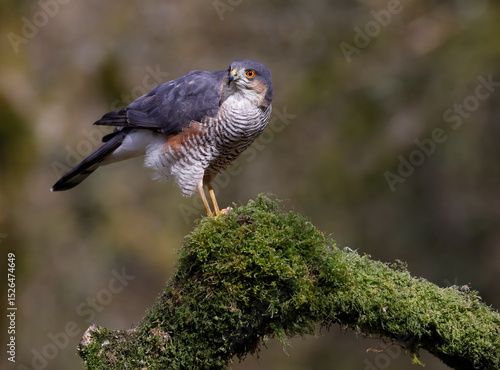 male sparrowhawk on a perch