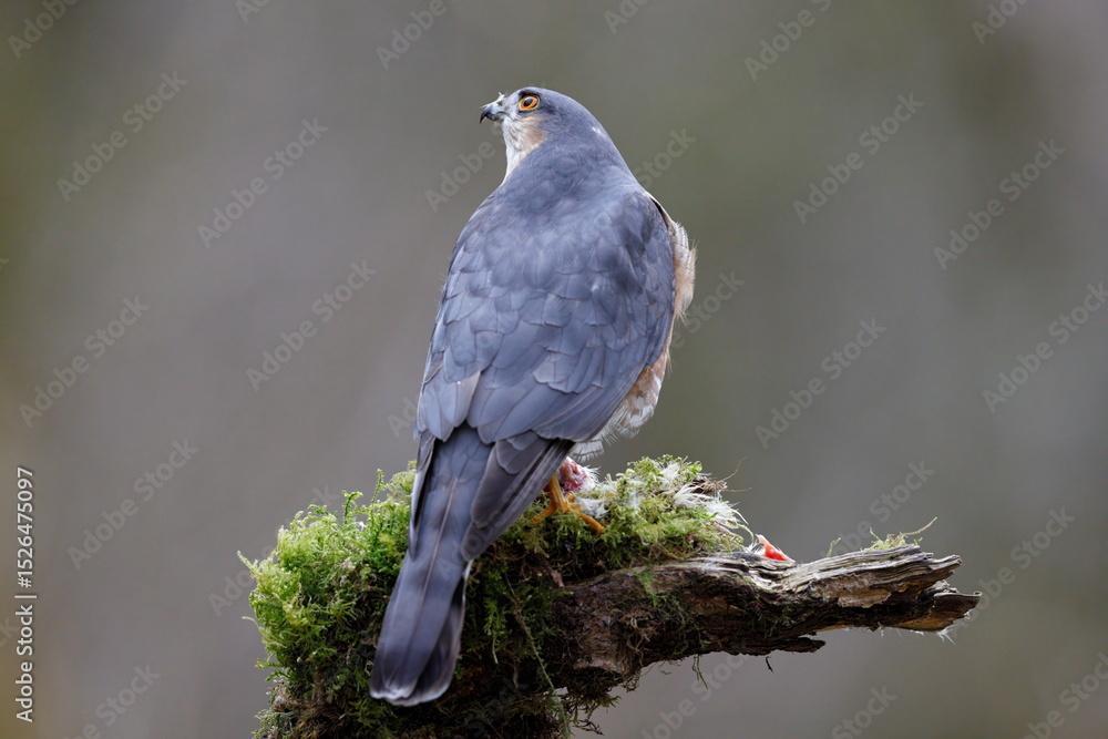 Fototapeta premium male sparrowhawk on a perch