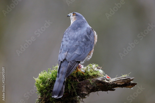 male sparrowhawk on a perch
