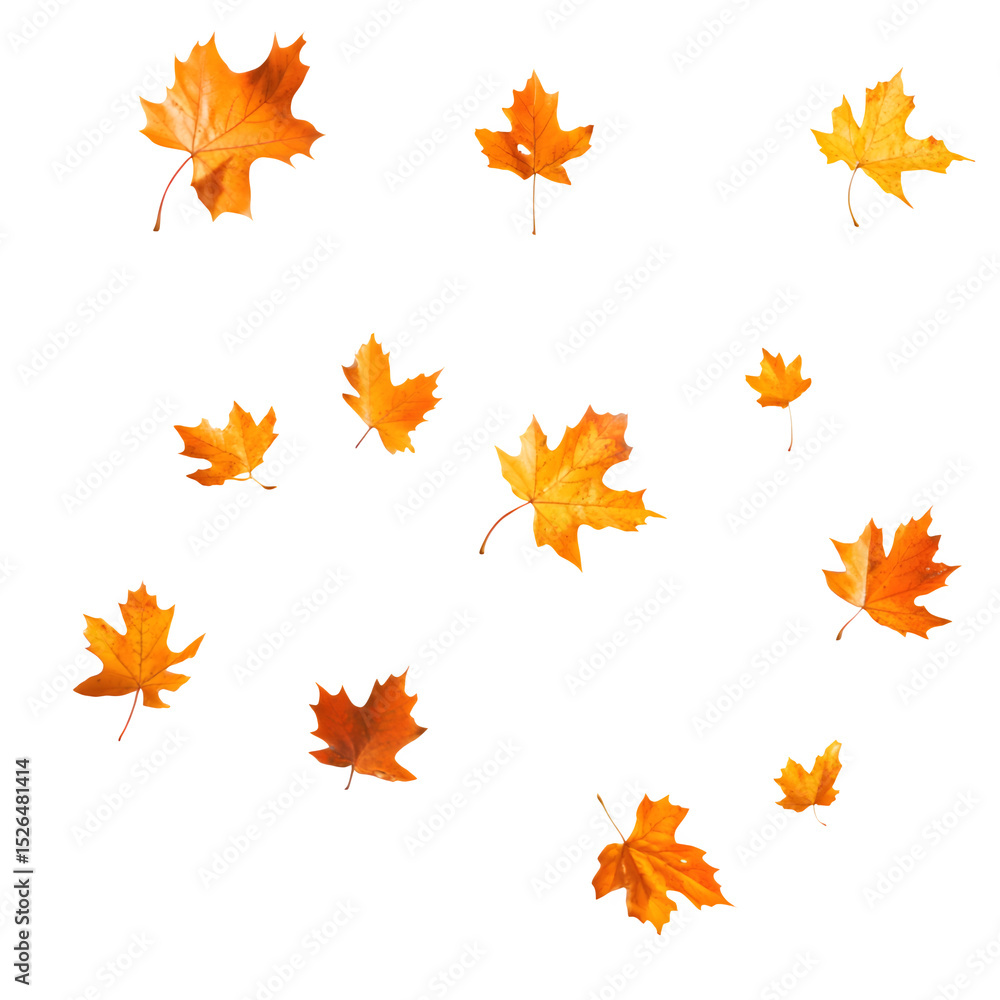 Soft maple leaf shadows swaying with breeze effect for nature-themed designs transparent backgrounds Soft maple leaf shadows swaying with breeze effect for nature-themed designs transparent backgrounds