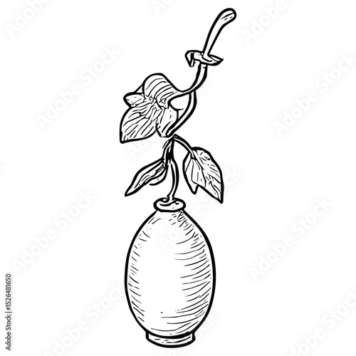 Gourd Plant