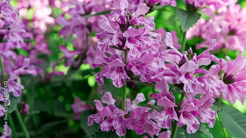 Wallpaper Mural Blooming pink flowers of jerusalem sage, or phlomis tuberosa, brighten a summer garden, creating a vibrant and colorful display that enhances the natural beauty of the landscape Torontodigital.ca