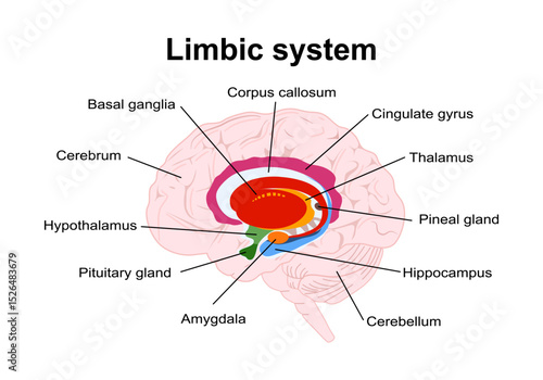 limbic system. Cross section of the human brain. Structure and Anatomical components of limbic system: Hypothalamus, Corpus callosum, Cingulate gyrus, Amygdala, Thalamus, Basal ganglia, Hippocampus